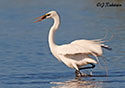 Ardea alba